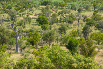 kruger national parks  reserves of south africa