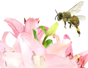 Obraz na płótnie Canvas Beautiful tender pink lily flowers and honey bees isolated on white
