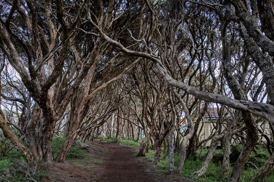 Coastal tea tree trail on the Mornington peninsula