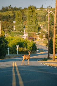 Deer looking towards camera.