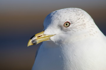 portrait of seagull