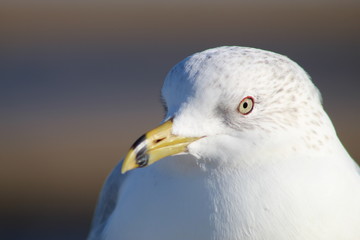 portrait of a seagull