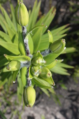 lily buds