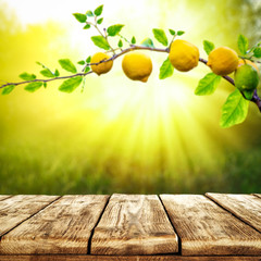 Naklejka na ściany i meble Table background of free space and summer garden background. Branch of fresh lemons and summser sunny day. 