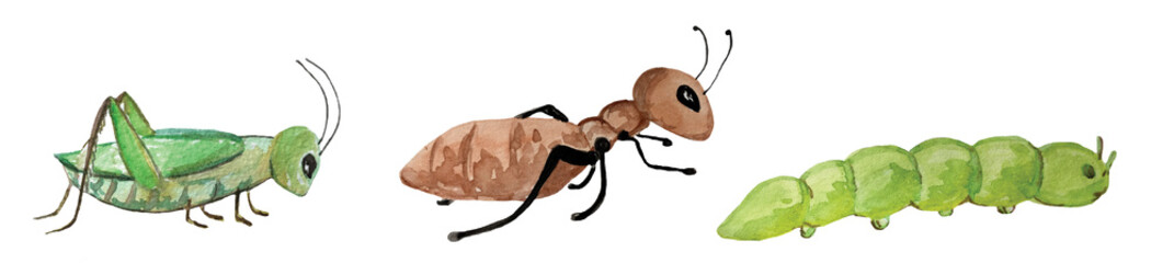 set of insects - ant, caterpillar and grasshopper. watercolor illustration for design