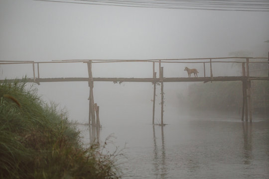 A dog on a rustic bridge in the fog.