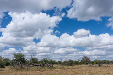 kruger national parks  reserves of south africa