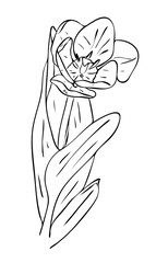 Vector illustration, isolated tulip flower with leafs in black and white colors, outline hand painted drawing