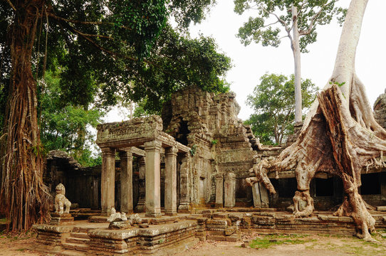 Roots of a banyan tree cover ancient Ta Prohm. Angkor. Cambodia.