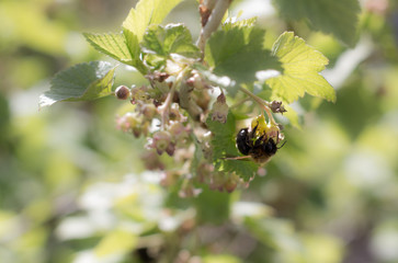 Beautiful bumblebee on the Bush