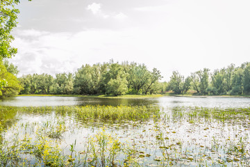 Wetlands in Petrovaradin near the city of Novi Sad by the river Danube