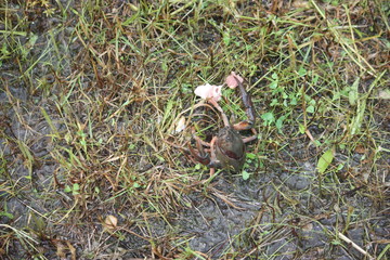 backyard mud bugs