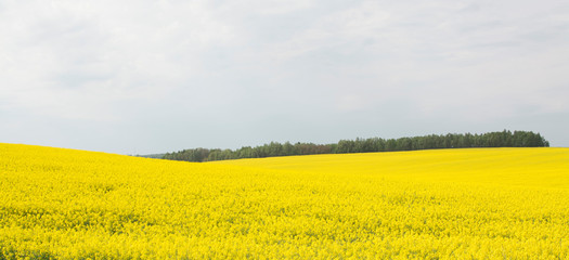 Field of yellow flowers (rape).