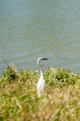 White heron in park hayarkon, Tel Aviv, Israel
