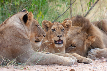 lion in the national parks and nature reserves of south africa