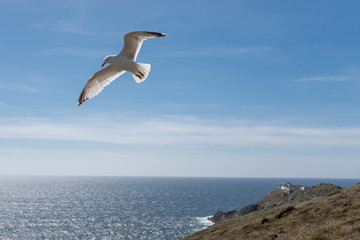A single sea gull soaring high against a bright blue sky at Mizen Head, Ireland, nobody in the image
