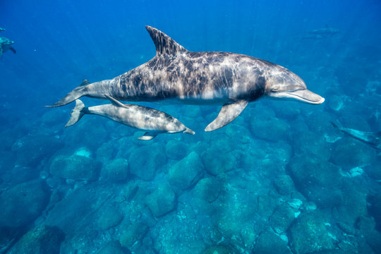 Dolphin mom and calf