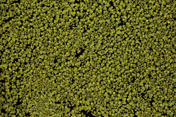 Green leaves texture