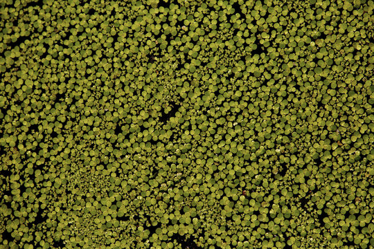 Green leaves texture