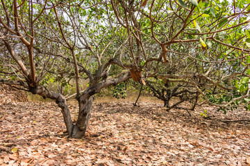 dry leaf  under cashew tree close view in a summer sunny day.