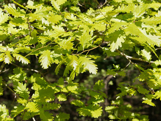 Fototapeta na wymiar Quercus robur - Feuillage dense vert-jaune et vert foncé, luisantes du chêne pédonculé