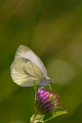 Obraz premium Der Grünader-Weißling