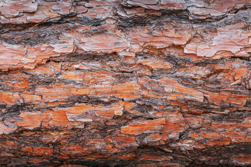 Brown bark of old tree.Closeup tree bark background.