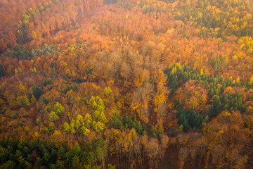 Fototapeta premium Voderady Beechwood is a National Nature Reserve. There are natural beech forests on relatively acidic soil in the reserve, a type of forest habitat that needs protection.