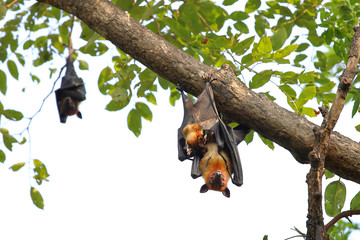 Bats hanging on tree in the forest at daylight 