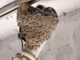 ツバメの雛