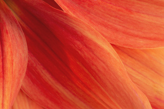 Dahlia petals
