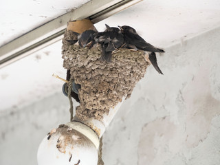 羽の生えそろったツバメの雛