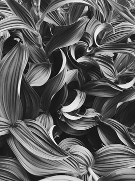 Detail of Green False Hellebore, North Cascades, Washington