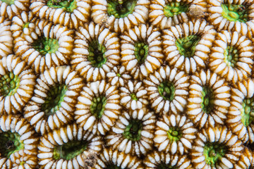 Fototapeta premium Detail of coral polyps grow on a coral reef in Indonesia. Every single polyp is an animal and a colony is made up of many genetically identical polyps.