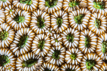 Detail of coral polyps grow on a coral reef in Indonesia. Every single polyp is an animal and a colony is made up of many genetically identical polyps.