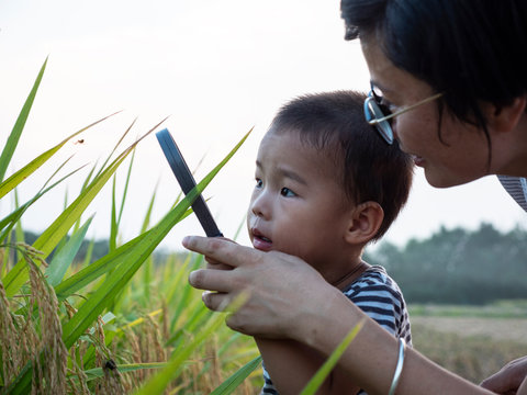 kid looking at spider in the rice paddy
