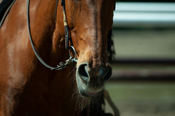 chestnut horse head closeup in harness
