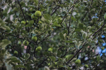 green apples on a tree