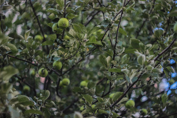 green apples on a tree