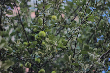 green apples on a tree