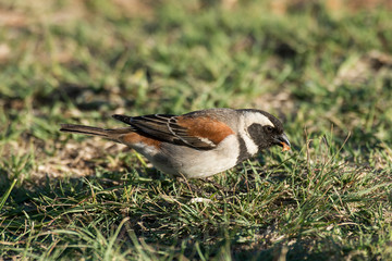 Moineau domestique,.Passer domesticus, House Sparrow