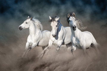 Naklejka na ściany i meble Three white horse run gallop on desert dust against dark sky