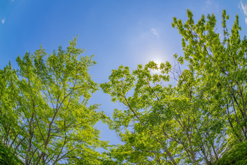 新緑と初夏の青空