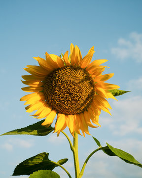 Beautiful sunflower