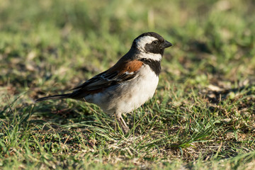 Moineau domestique,.Passer domesticus, House Sparrow