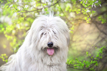 South russian sheepdog in spring blossom