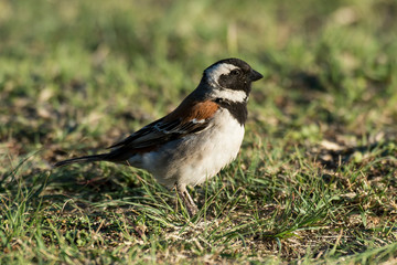 Moineau domestique,.Passer domesticus, House Sparrow