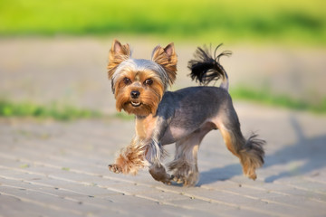 Yorkshire Terrier run fast on green spring park road