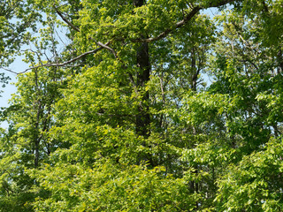 Fototapeta premium Chênes pédonculés - chênes blancs - chênes européens (Quercus robur)