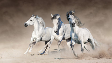Fototapeta na wymiar Three white horse run gallop on desert dust